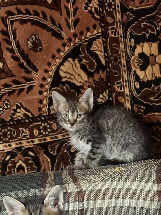 Отдам котят даром