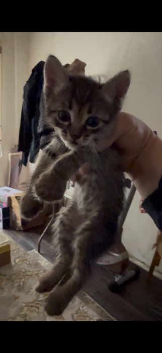 Срочно отдам в хорошие руки  котят