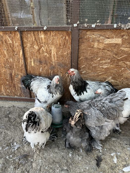 Disponibili cocosi brahma herminat dechis