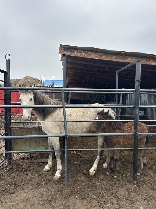 Құлынды бие сатылады!