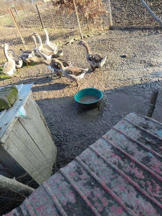 Vând familie de gâște crețe