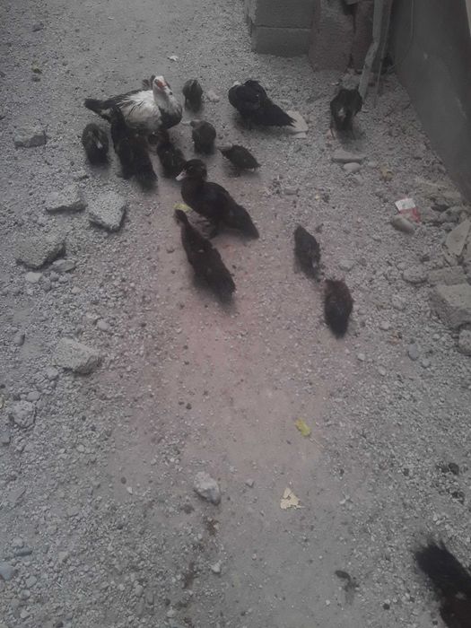 Индоутки продается