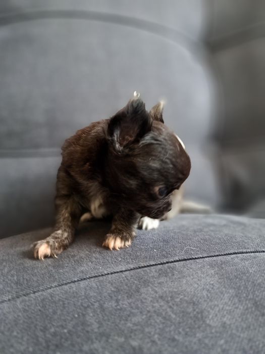 Продам мини Чихуахуа