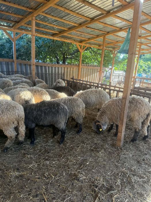 De vânzare berbecuți 70 de buc de la 40 la 60 de kg grasi ținuți pe stabulație