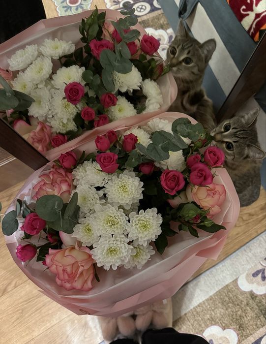 Мамасы және баласы 2 мысық