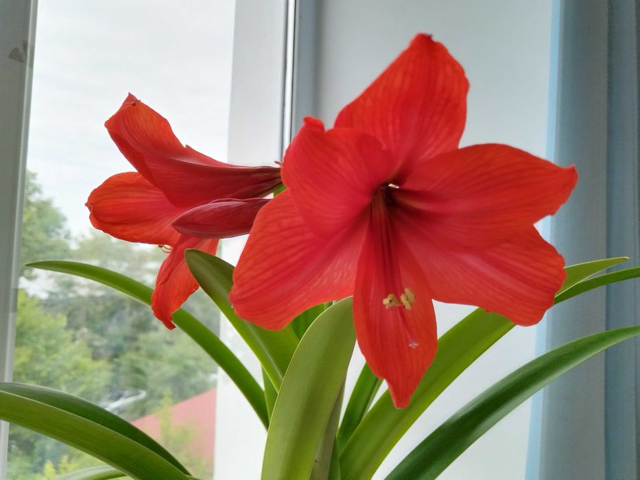 Гиппеаструм 3000