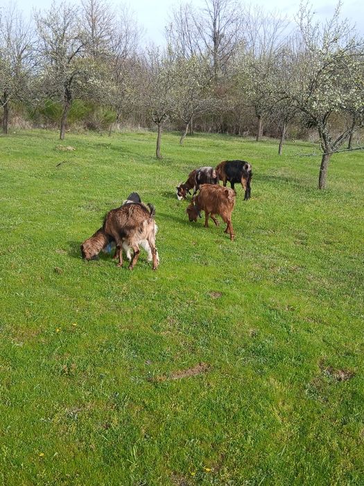 Capre tinere cu iezi