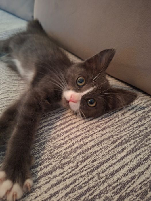 Котята  2  месяца