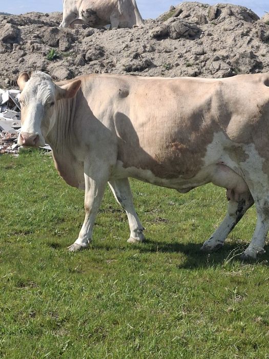 Vând vaca gestantă