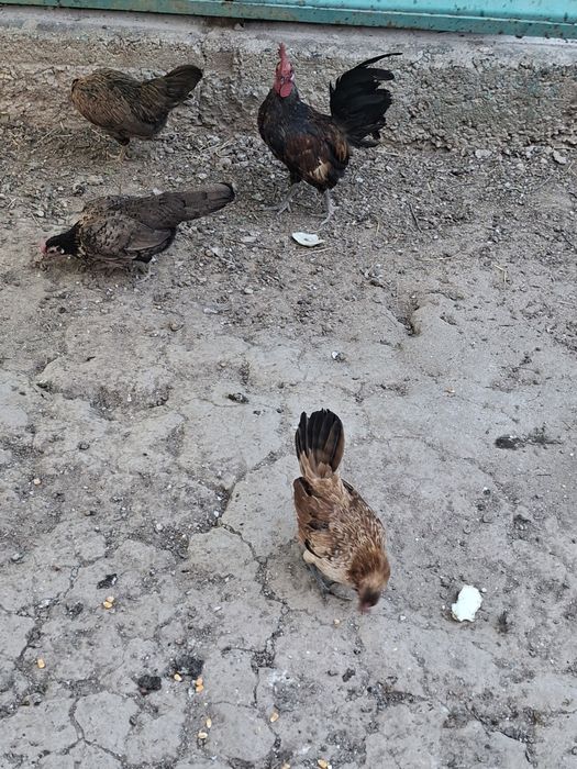 Продам карликовых курей