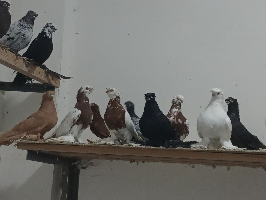 Голубы под сеточние