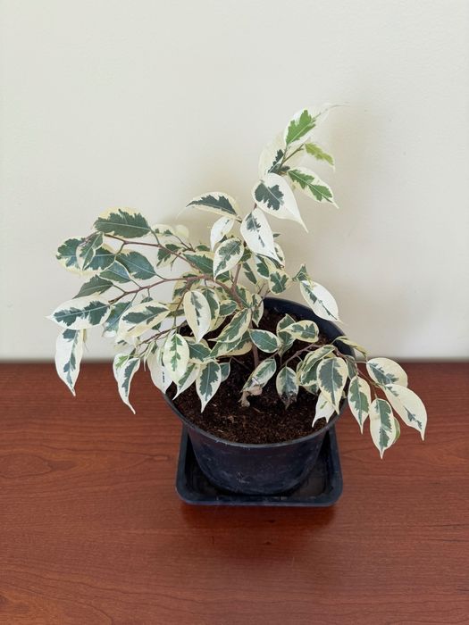 Фикус бенджамина старлайт, барок