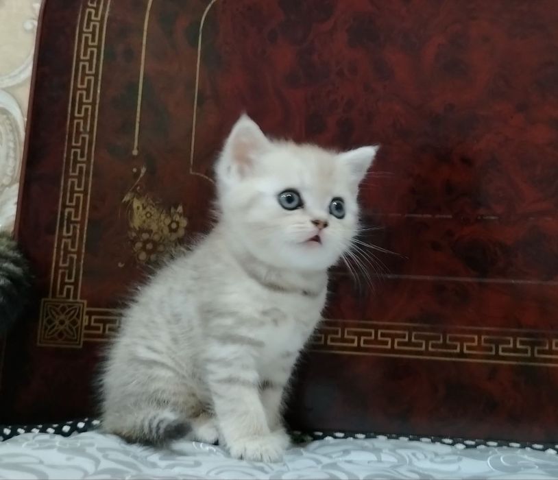 Кошка парода британский шеншила