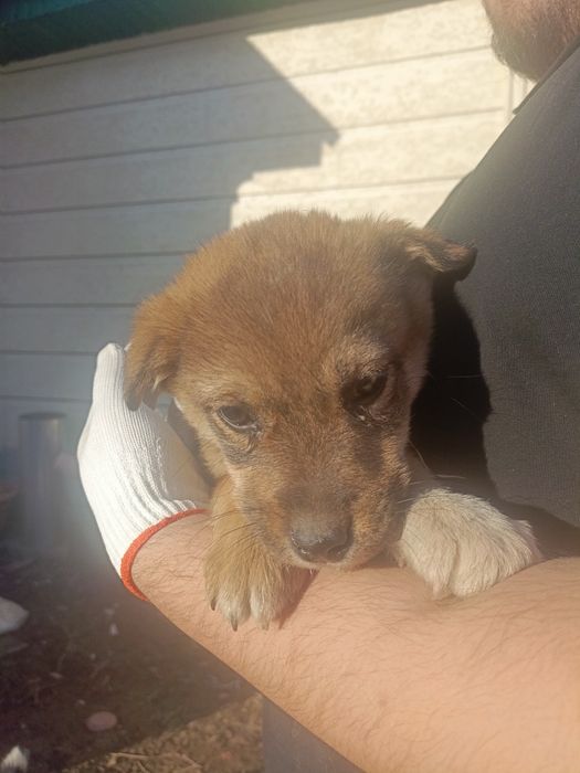 Срочно щенок ищет дом