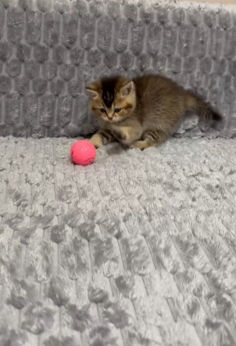 британка золотая шиншилла