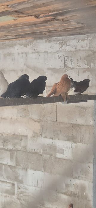 Продам статных голубей