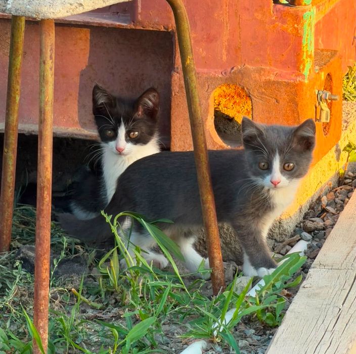 Котята в добрые руки