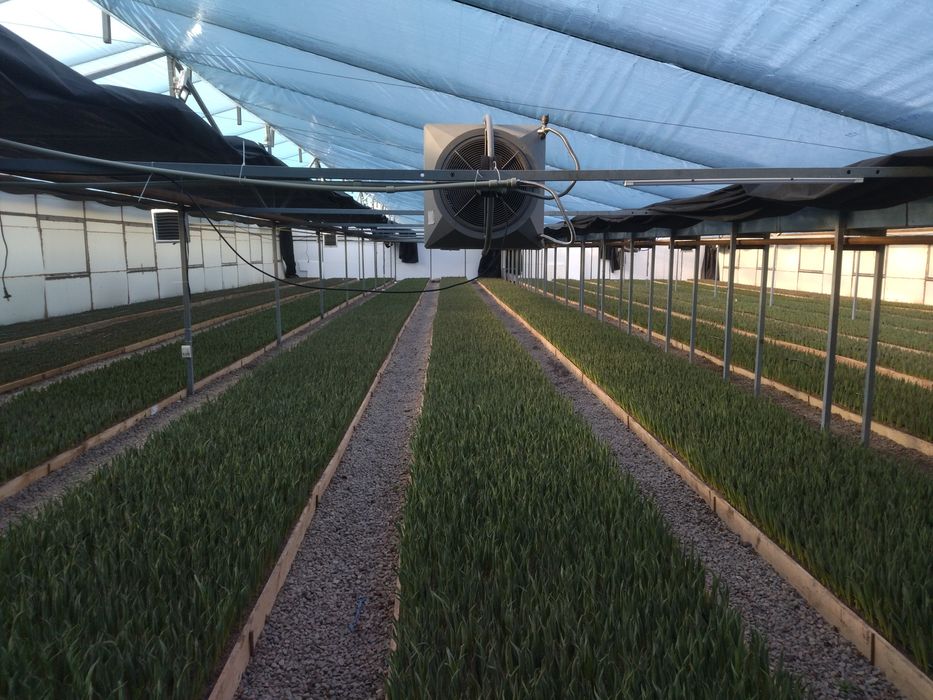 Тюльпаны и сирень оптом на 8 март с теплицы