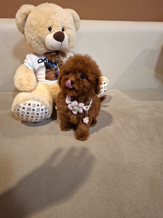 Той Пудел  Момиче с Документ за произход