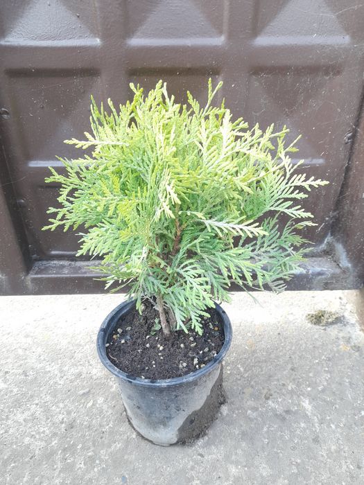 Туя Даника ауреа