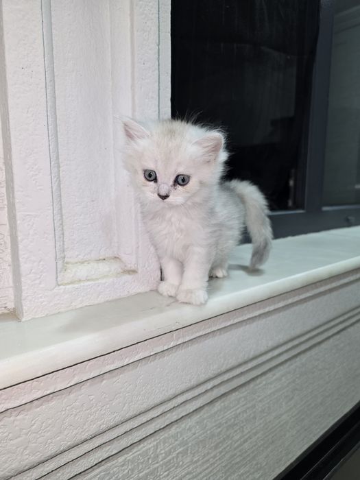 Продаётся котёнка. Британская серебристый шиншилла.