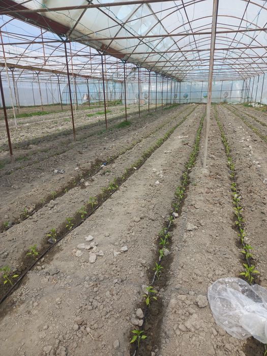 Юлни ёкасида Парник бизнес сотилади  парник 55сотик келиштириб берамиз