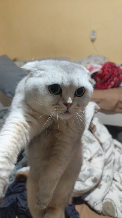 Кошечка породистая