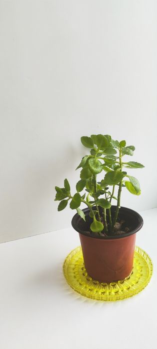 Продам каланхоэ декоративный