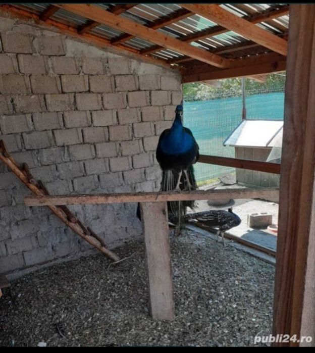 Vând pereche de păuni!