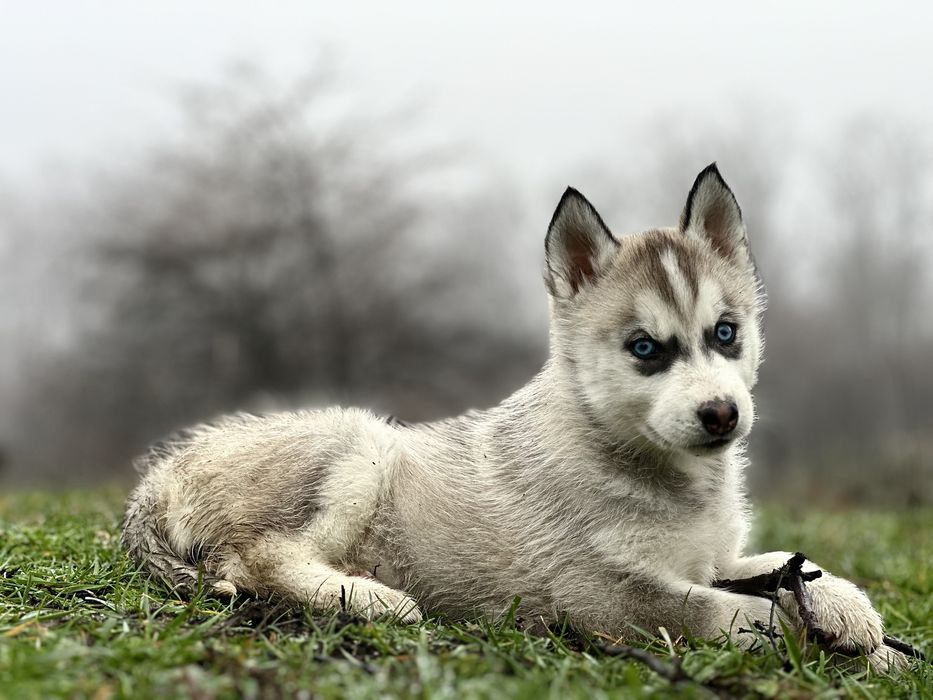 Pui husky siberian!