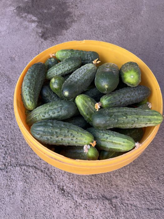 Продам огурцы свежие