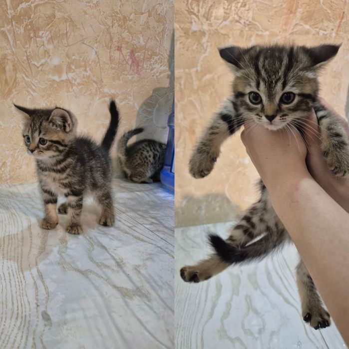 scottish straight va Scottish fold mushukchalari