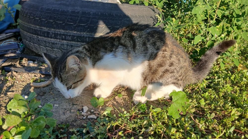 Подарявам мъжки котенца