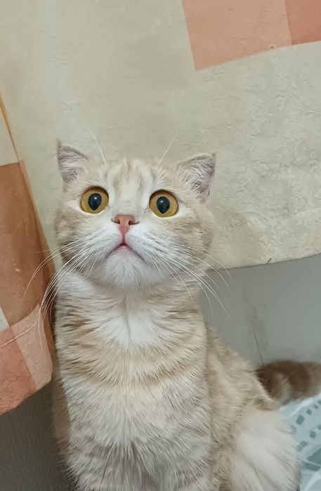 Отдам в добрые руки