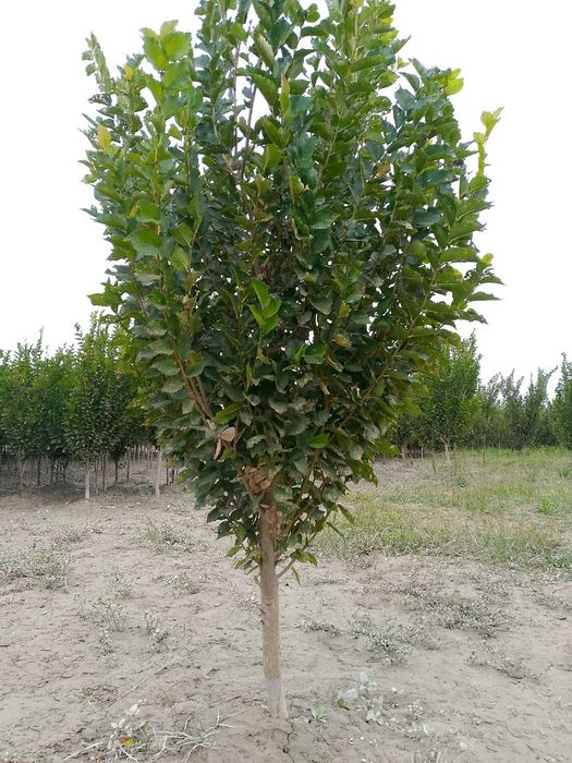 Chinni gujum SOTILADI