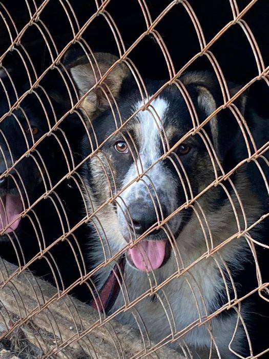 Ищем дом собачулям