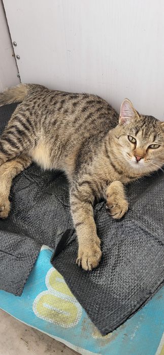 Котик домашний 6 месяцев