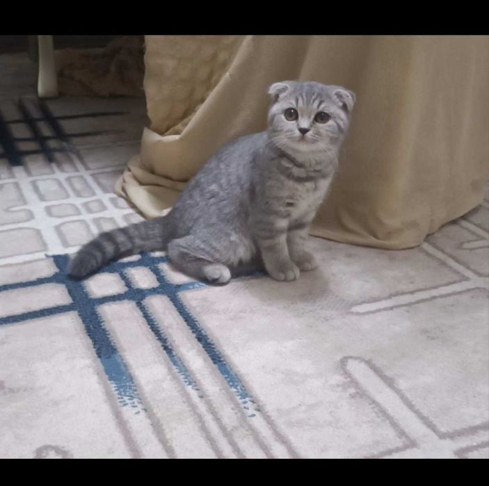 Кошка Нелли. Скотиш фолд