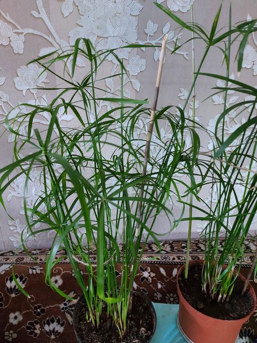 Циперусы большие