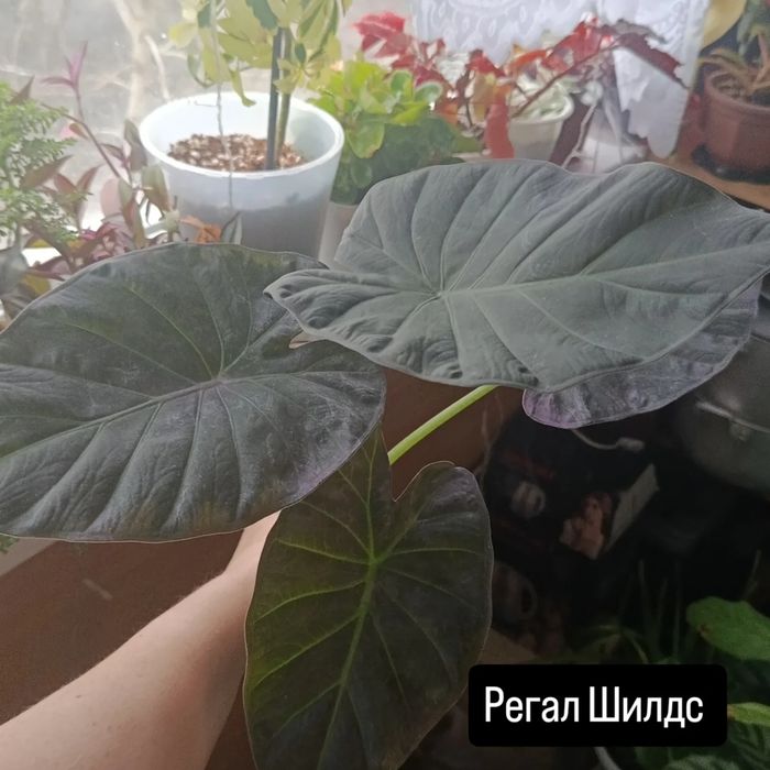 Продам  комнатные цветы