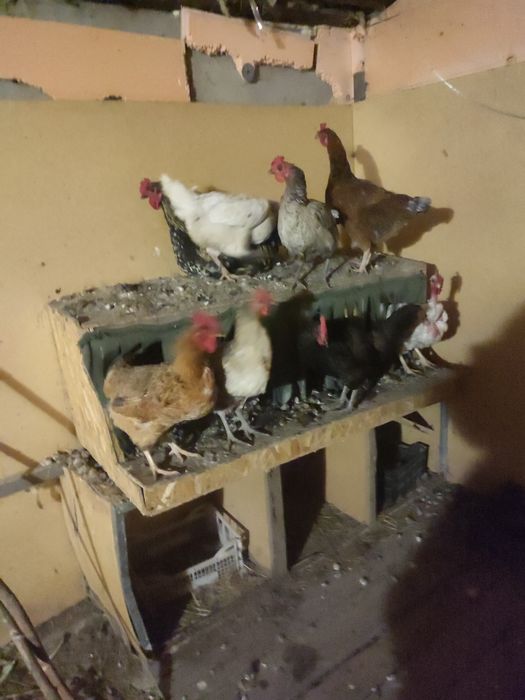Продам домашних курочек