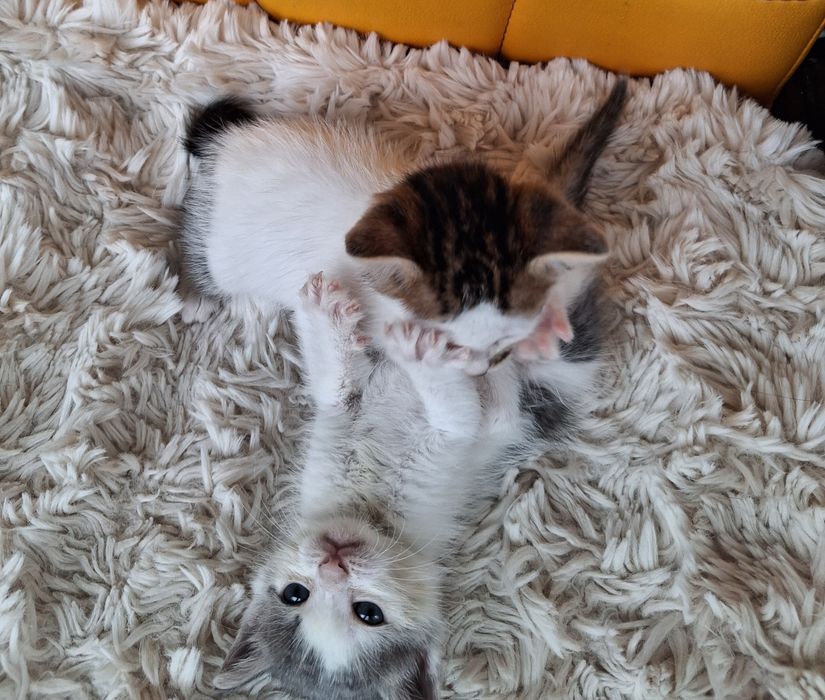Котенца търсят дом-Варна