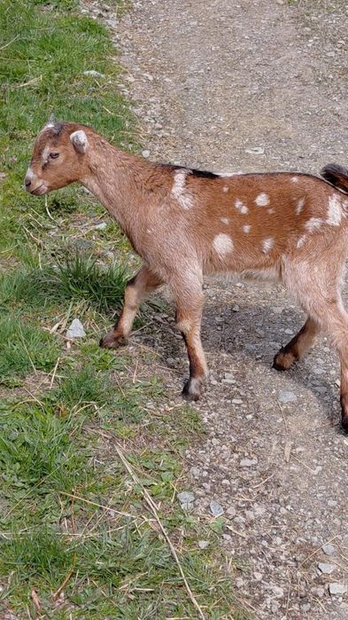 Vand ieduț.            .