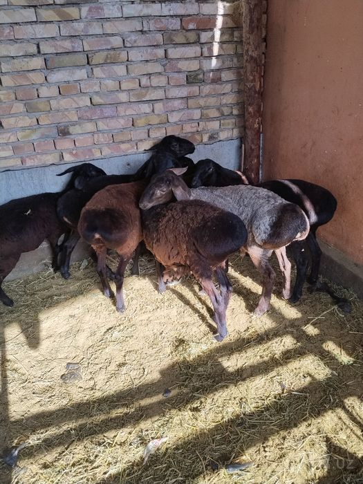 Quylar hisobi sotiladi