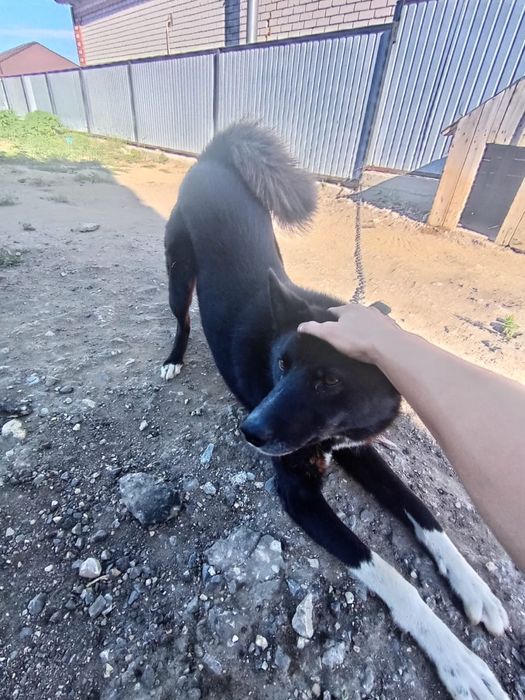 лайка для вязки