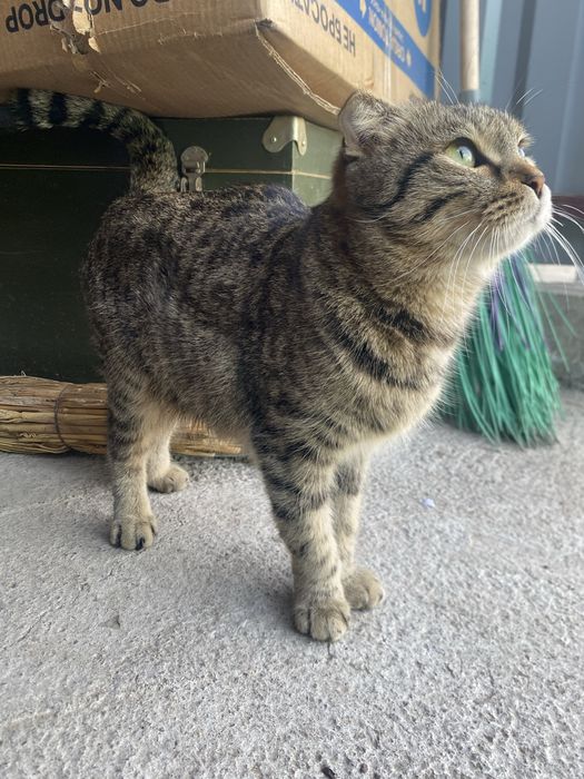 кошечка ищет дом