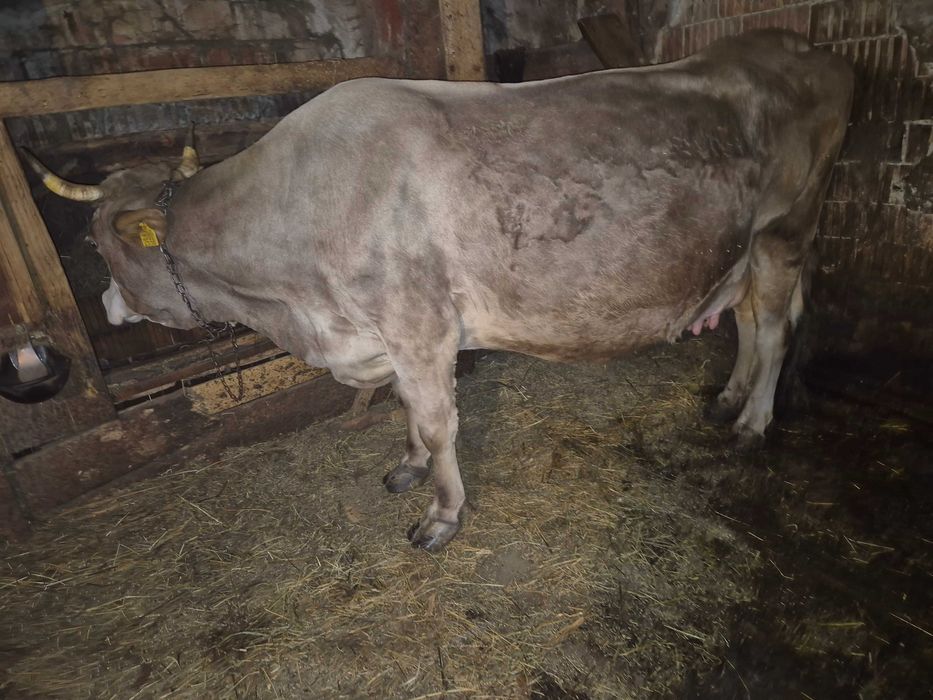 Vaca de vinzare