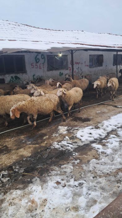 Продават се овце редовни