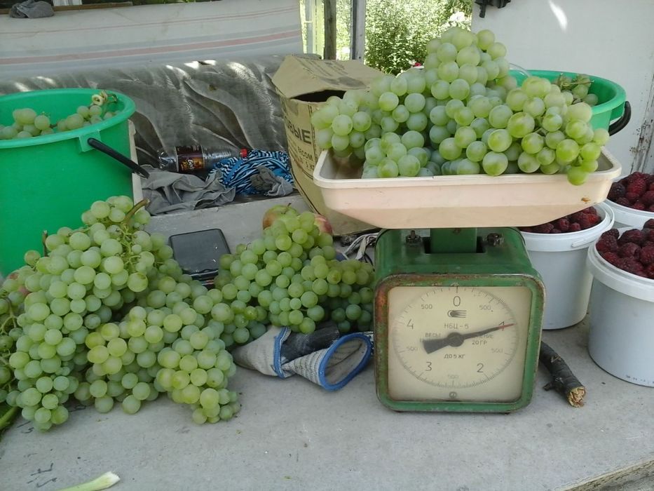Продам саженцы винограда.