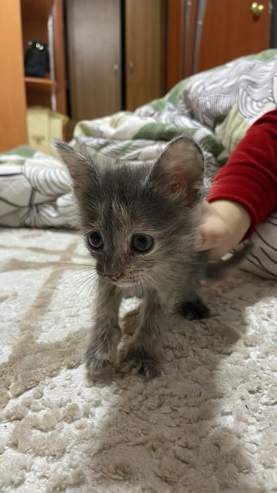 Митиска ұрғашы марғау